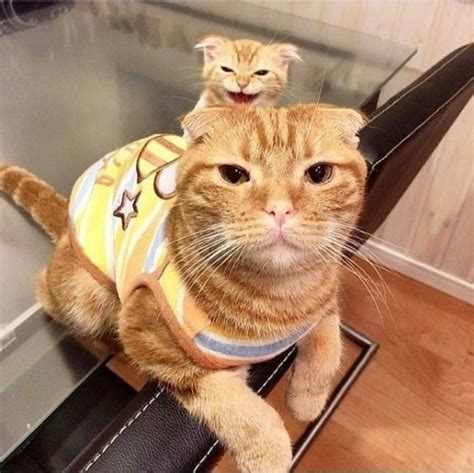 funny cats pinterest|More.